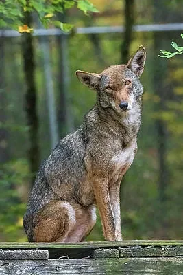 Pretty red wolf