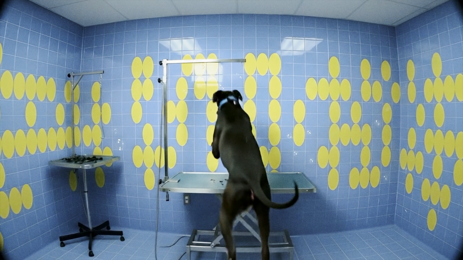 GOOD JUJU PET GROOM wall.png