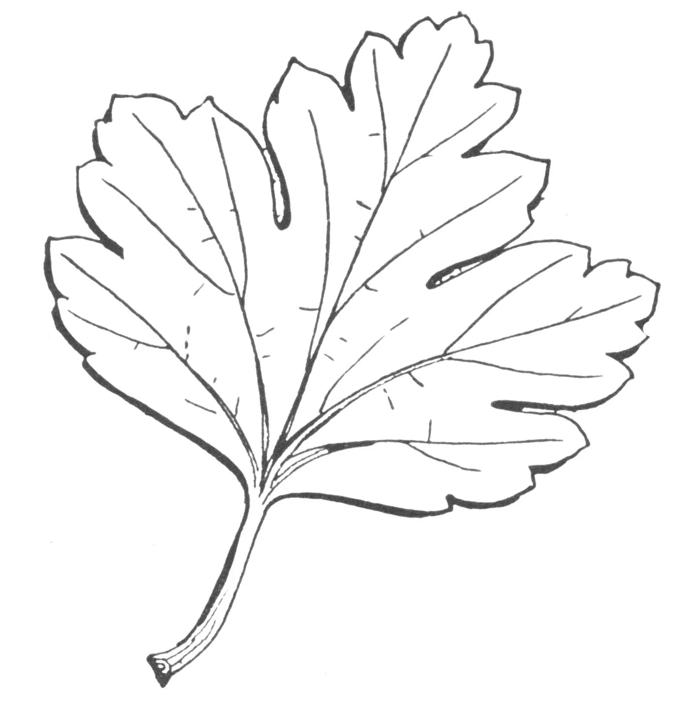 Black and white illustration of a large, detailed maple leaf with multiple pointed lobes and visible veins.
