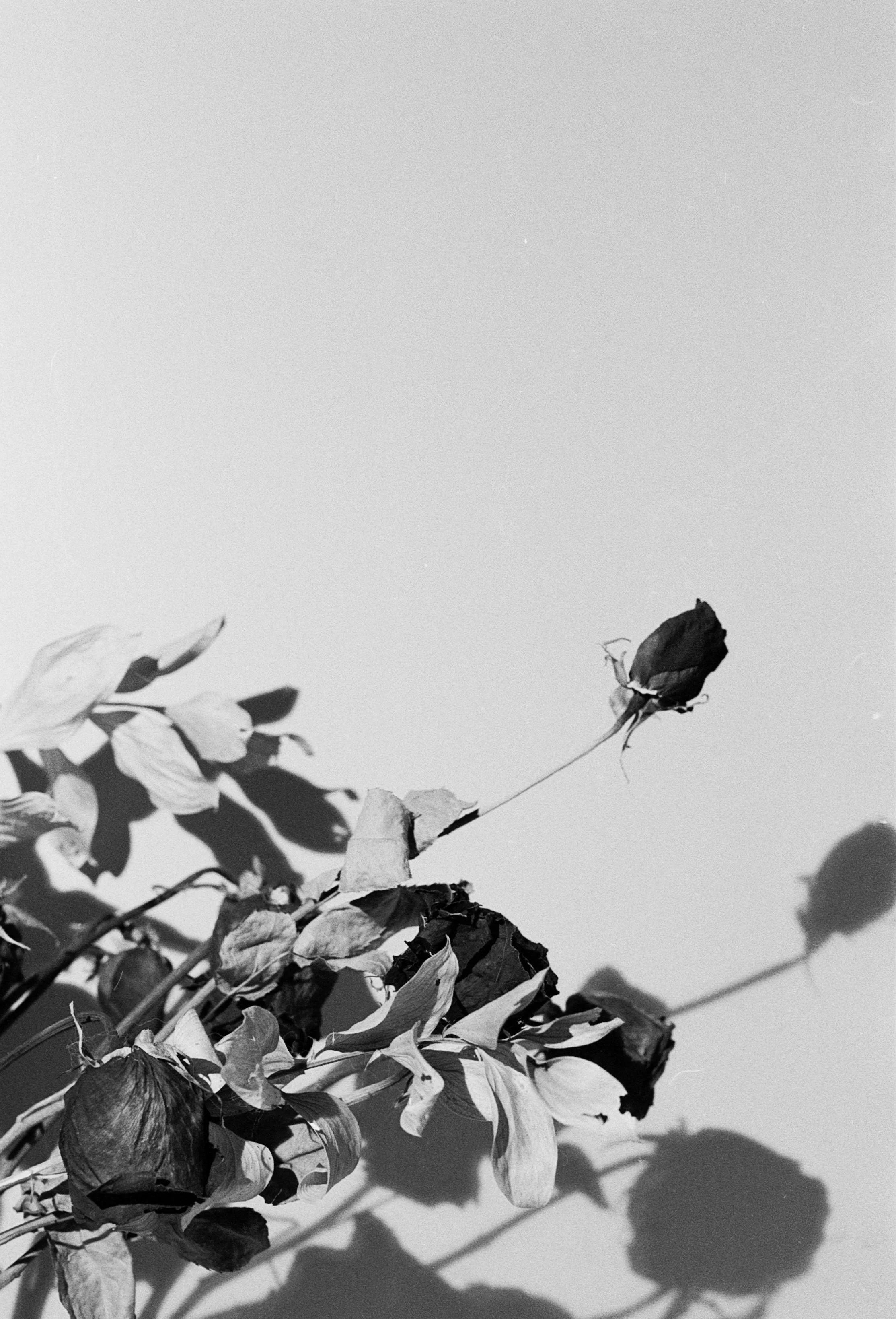 "Dry Roses"
Series: Florals
35mm B&W Film