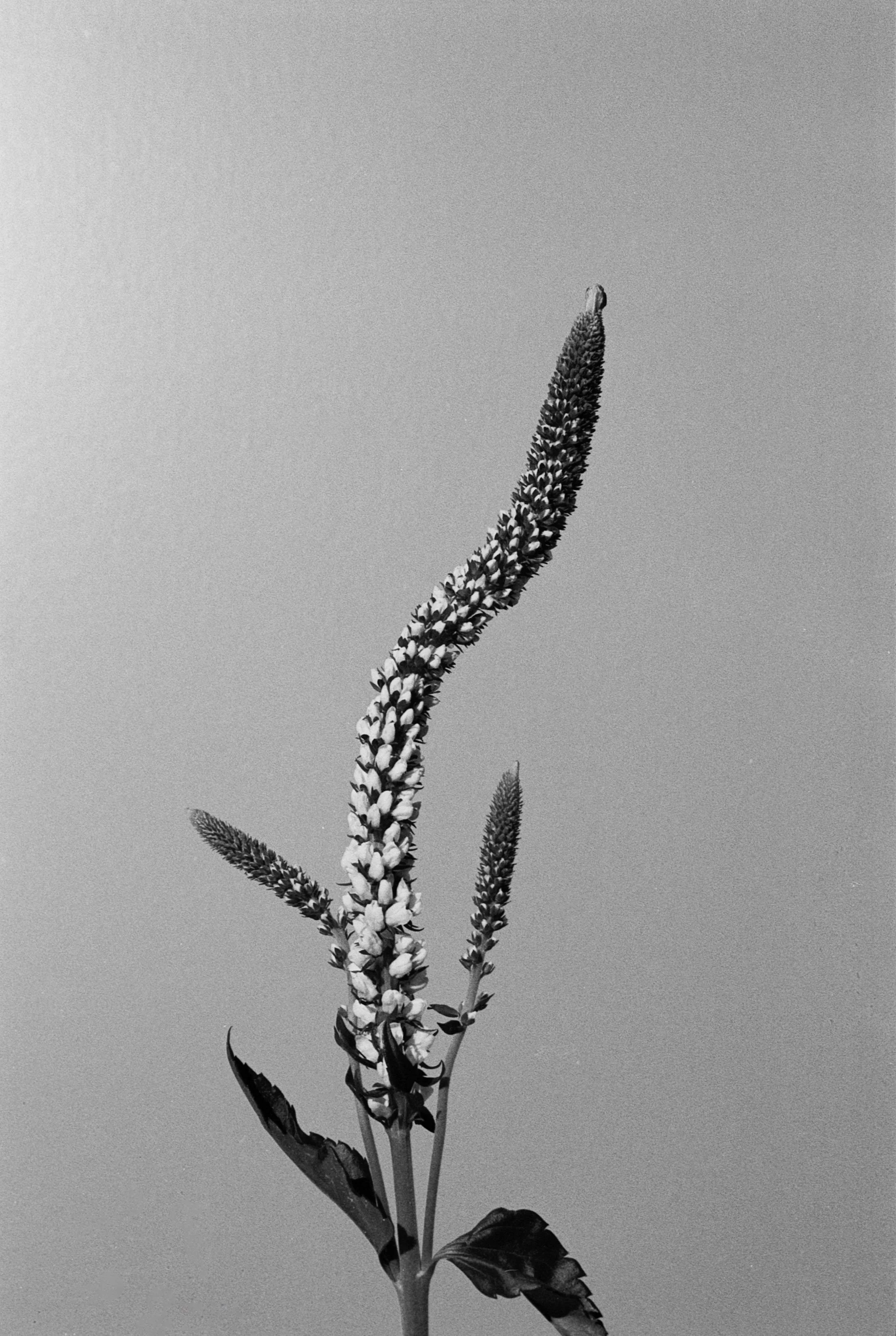 
Series: Florals
35mm B&W Film