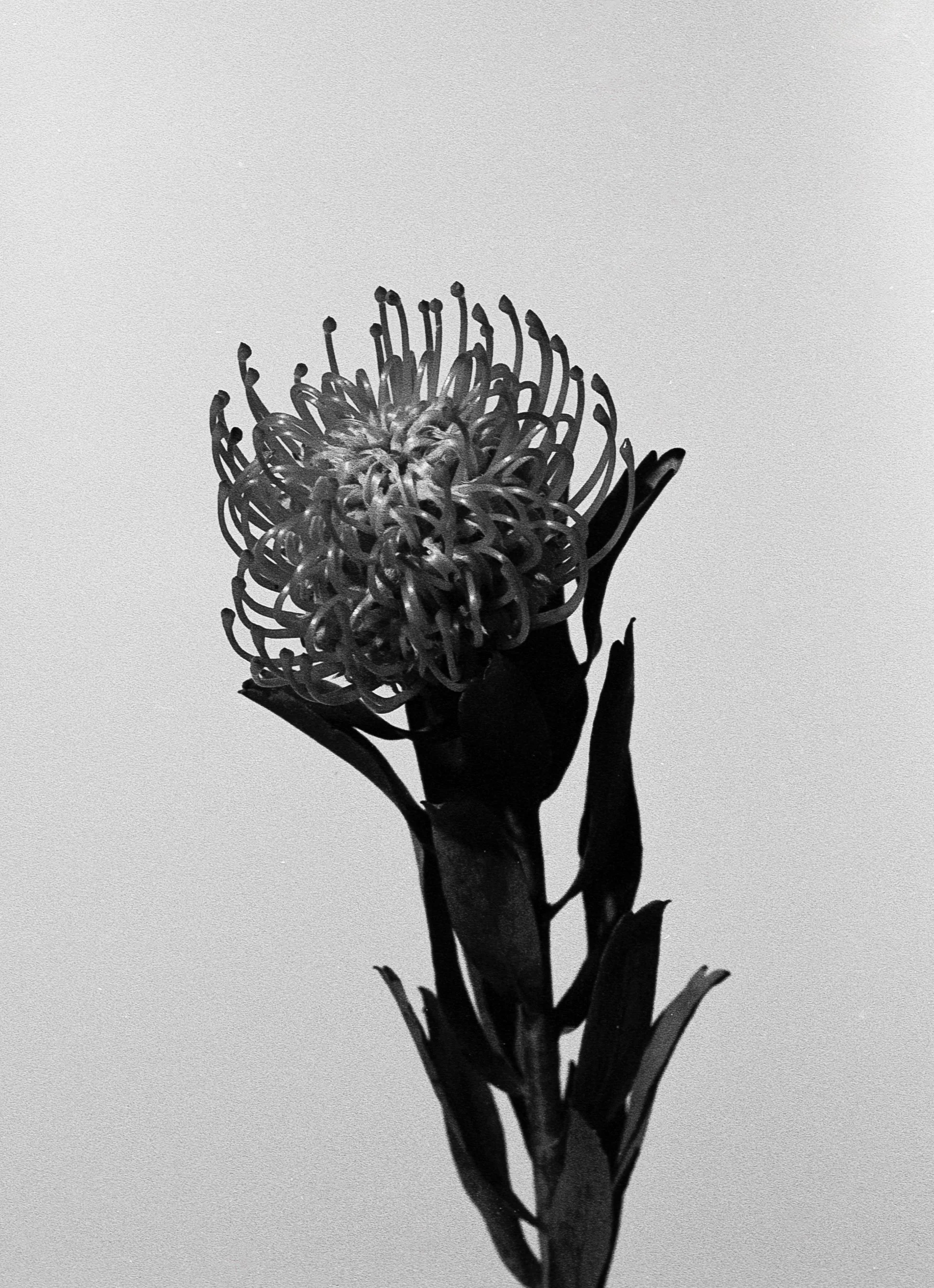 "Pincushion"
Series: Florals
35mm B&W Film