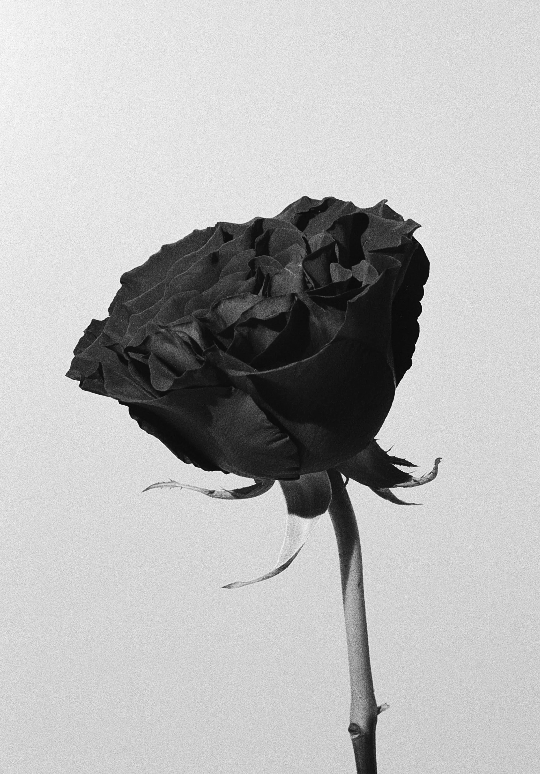 "Rose"
Series: Florals
35mm B&W Film