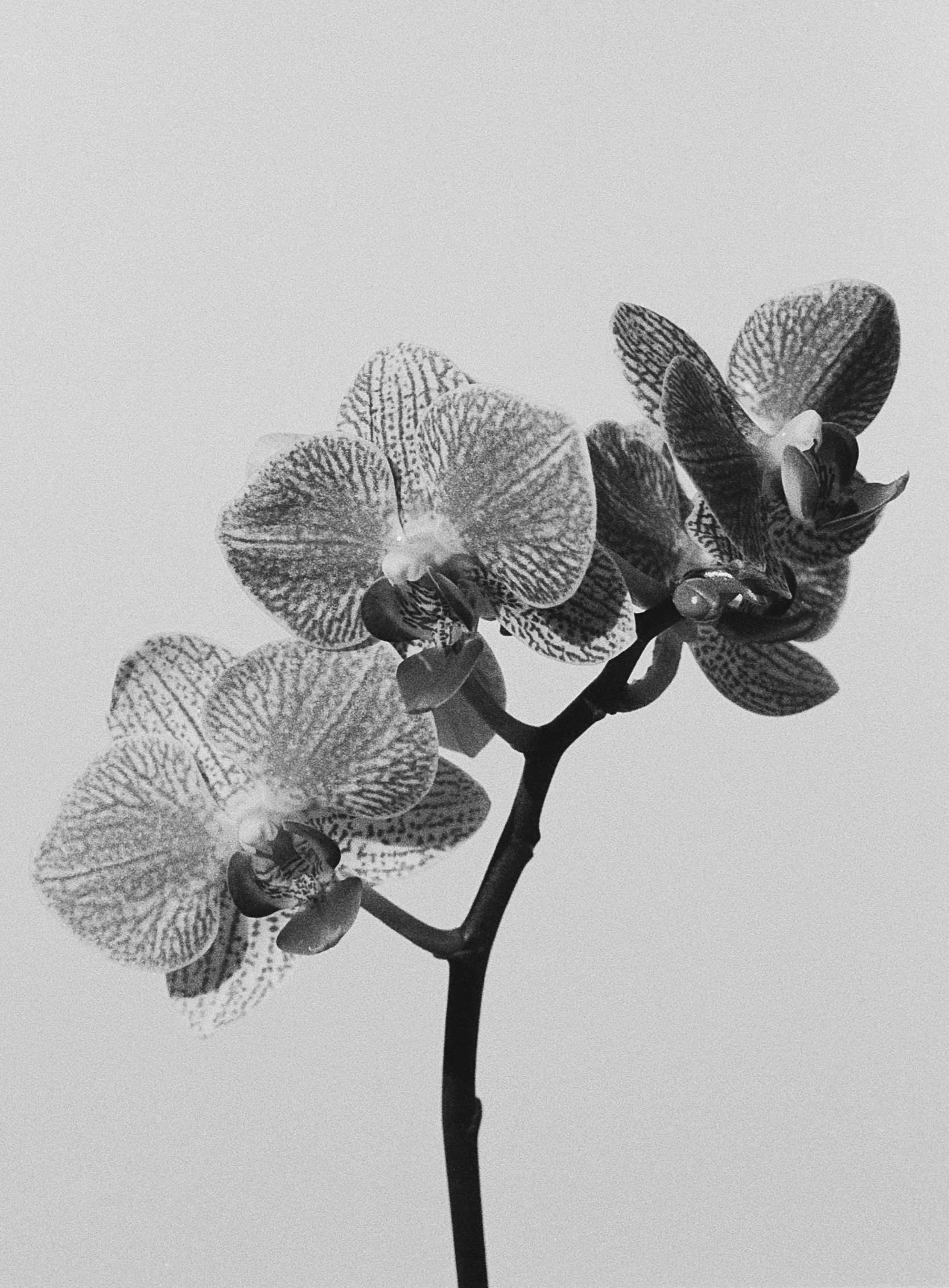 "Orchid"
Series: Florals
35mm B&W Film