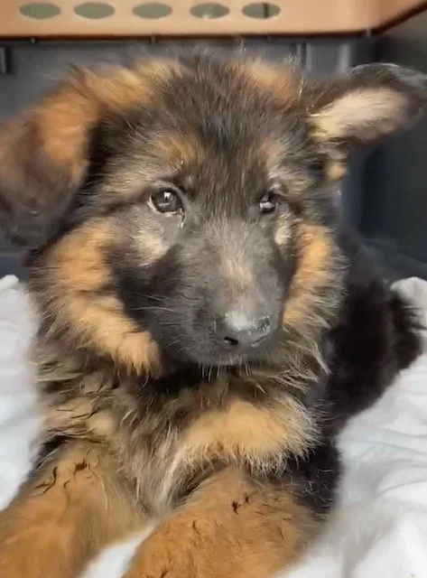 Brea from Harley's Haven Rescue