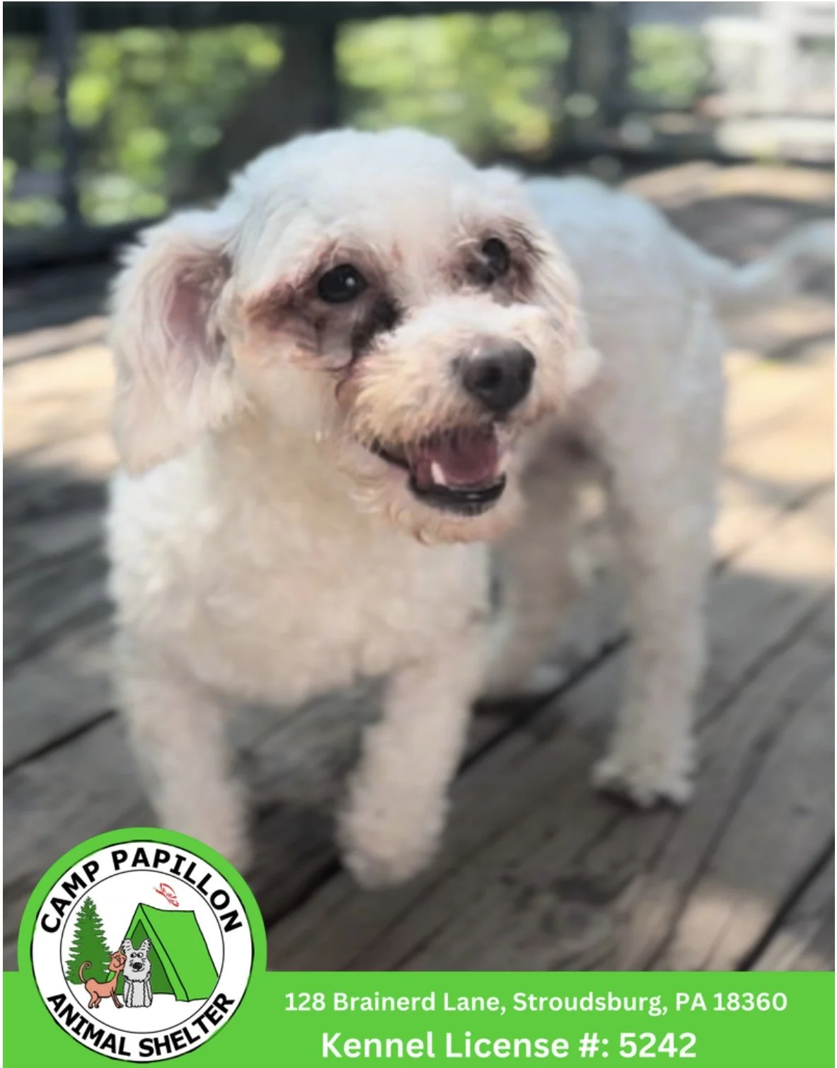 Sonia from Camp Papillon Rescue
