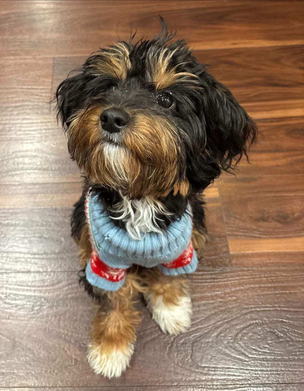 Ollie from Rylie's Rescue