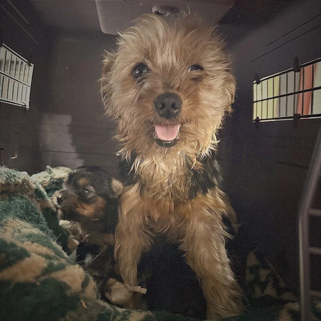 Hattie from Phoenix Rescue