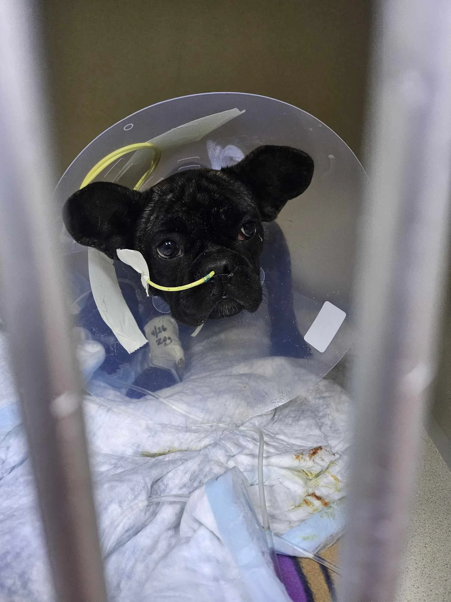 Brisket from Outcast Rescue