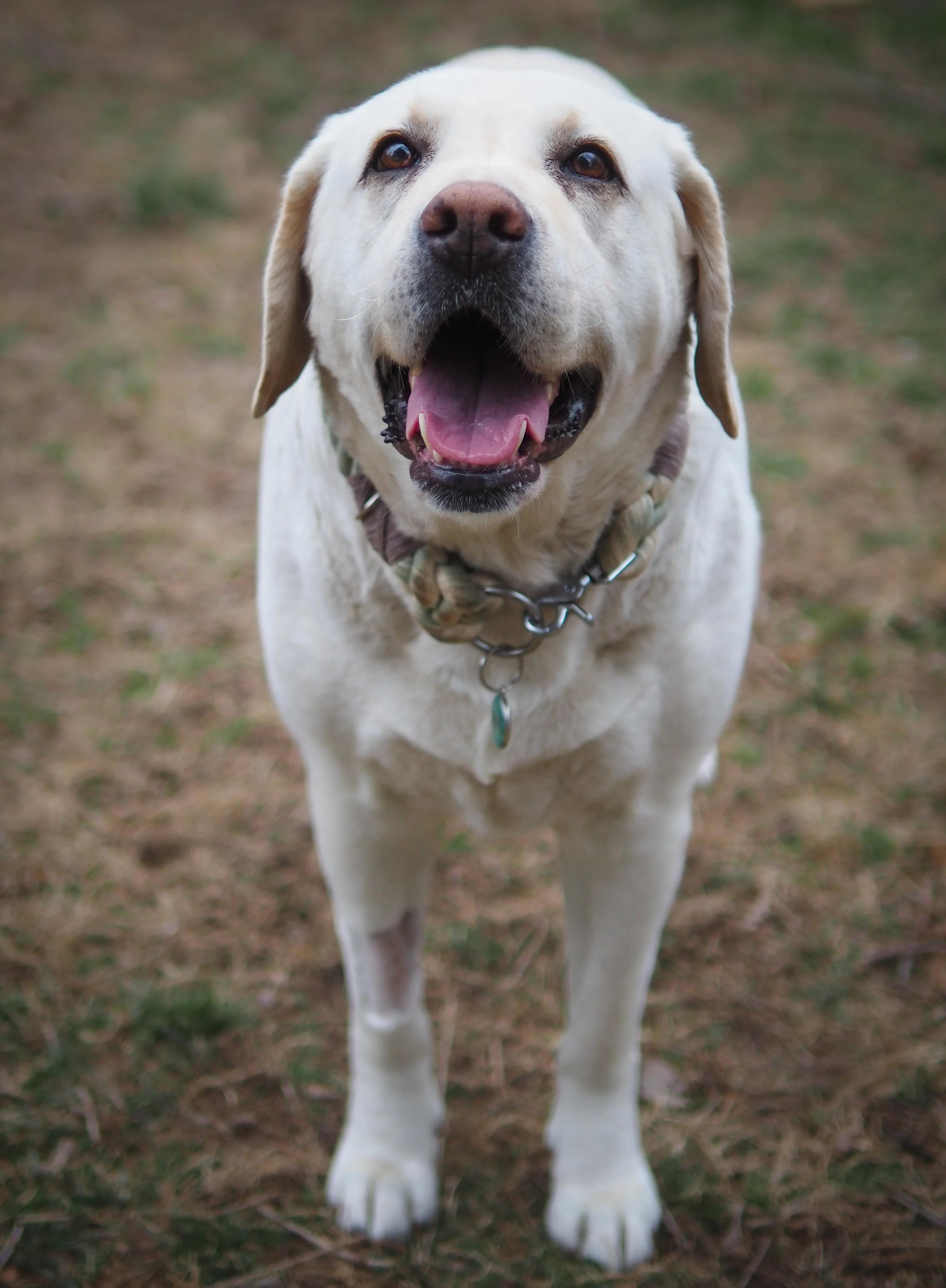 Asia from All4Paws Rescue