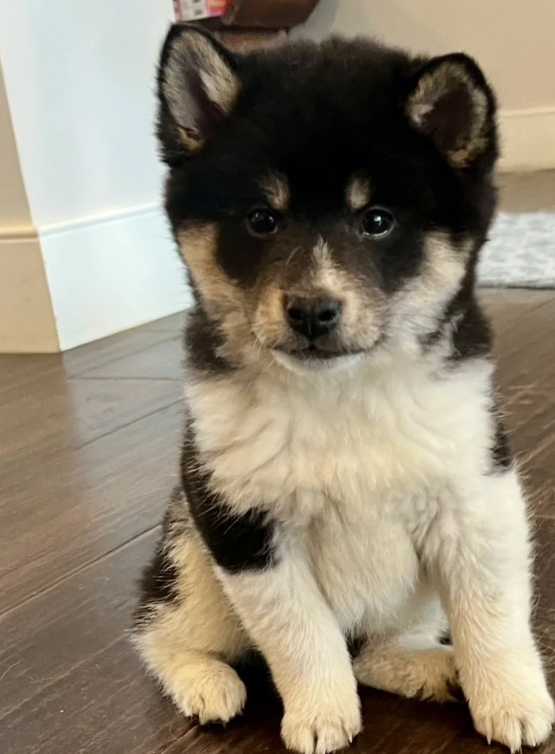 Mika from Rescue Express
