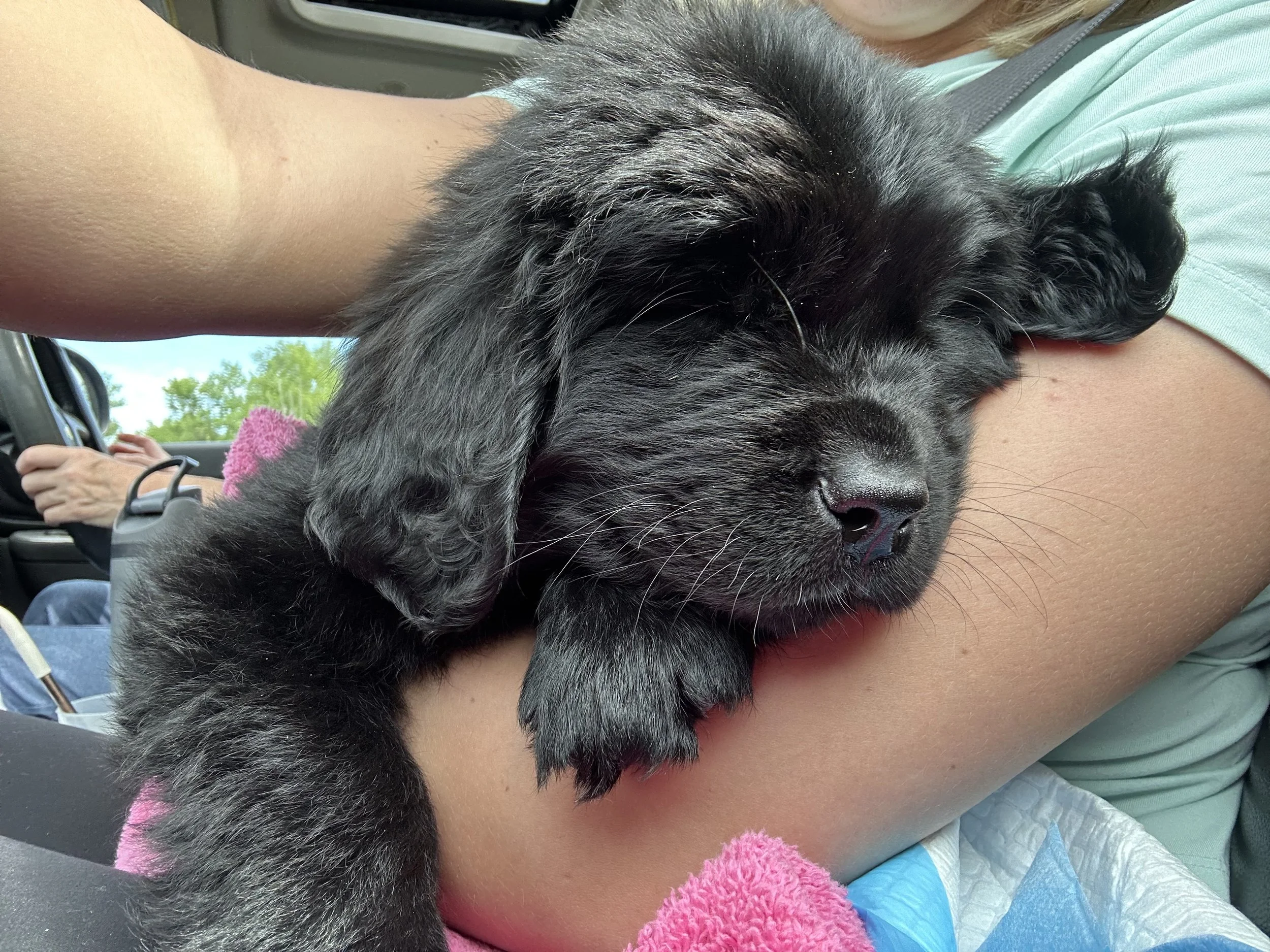 Pepper from Wellie's Wish Dog Rescue