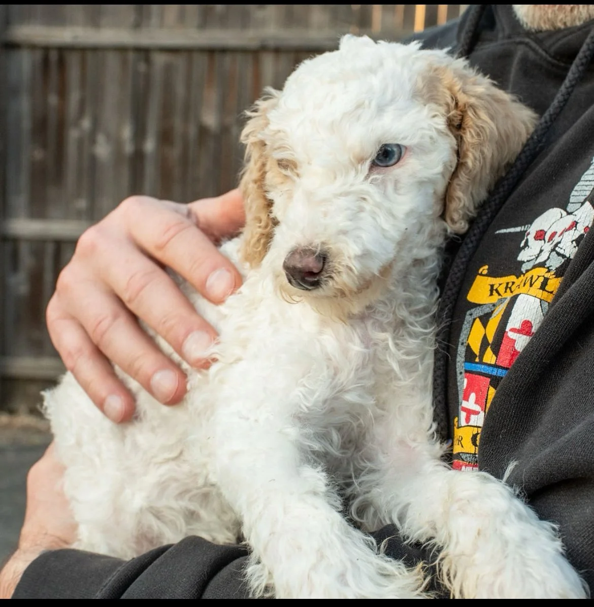 Barkley – Phoenix Rescue