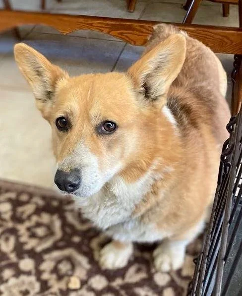 Finn from Sebastian Foundation for Animal Rescue
