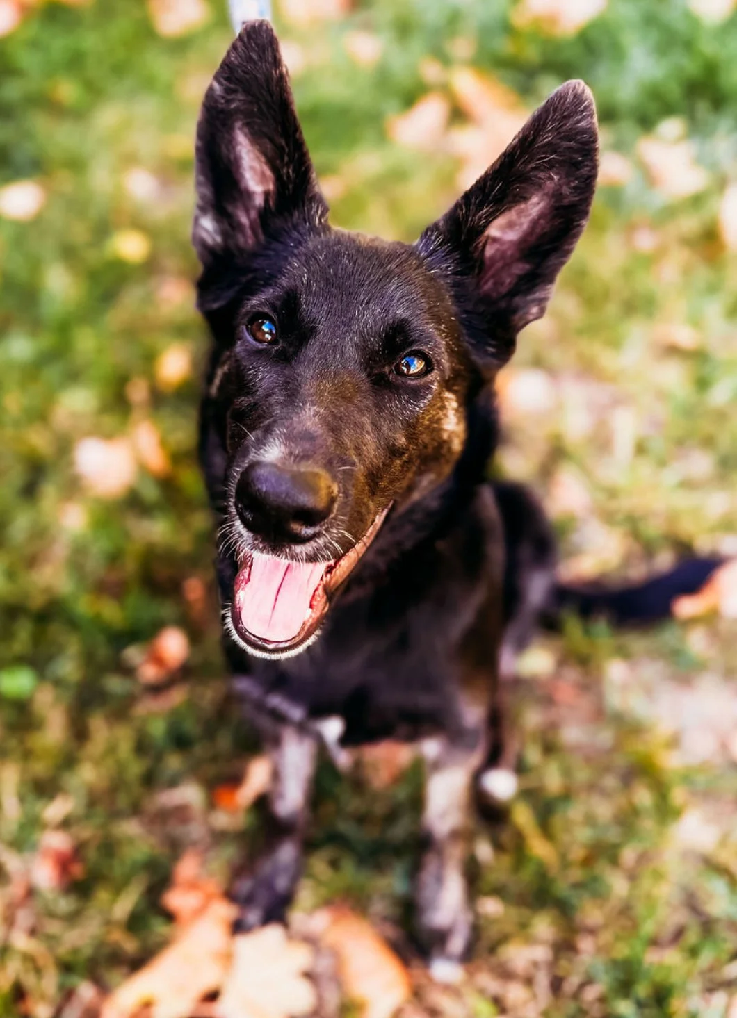 Sierra from All4Paws Rescue