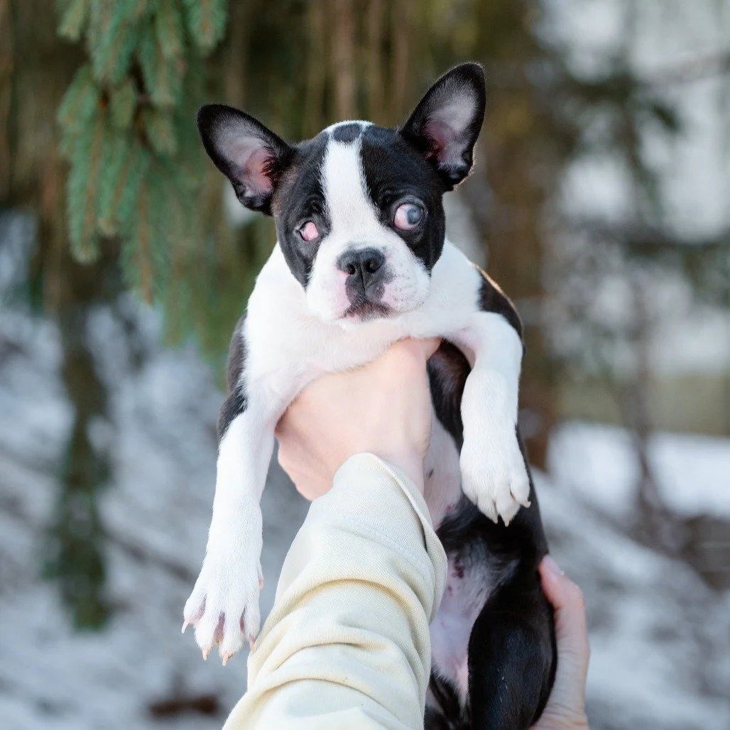 Bean from Phoenix Rescue