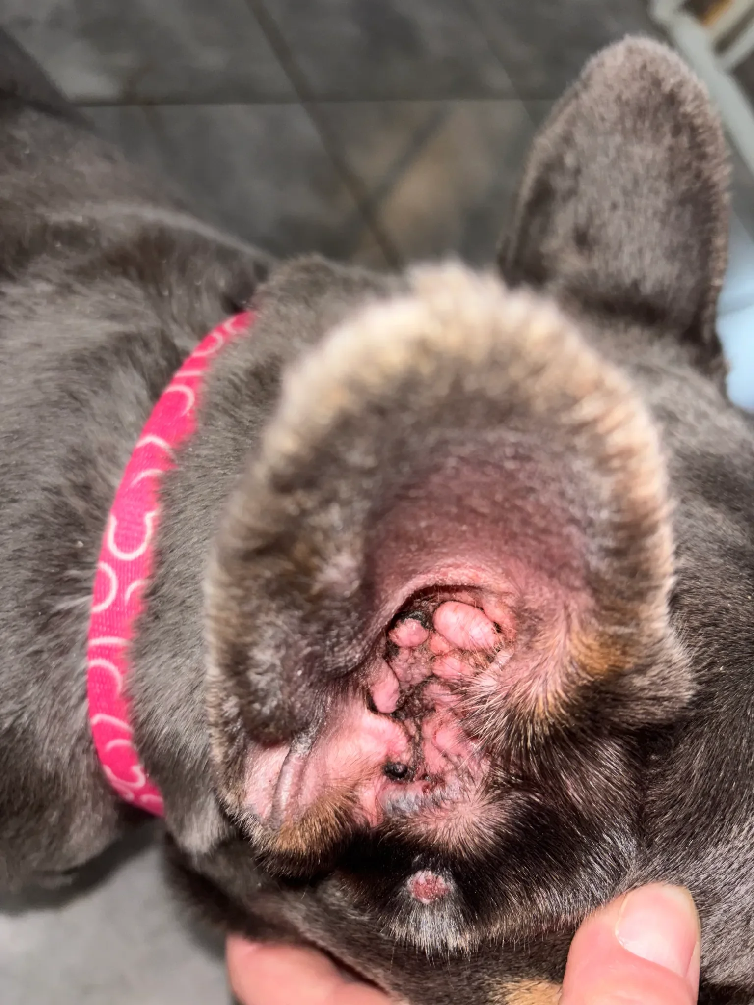 Olive from Rescue Express
