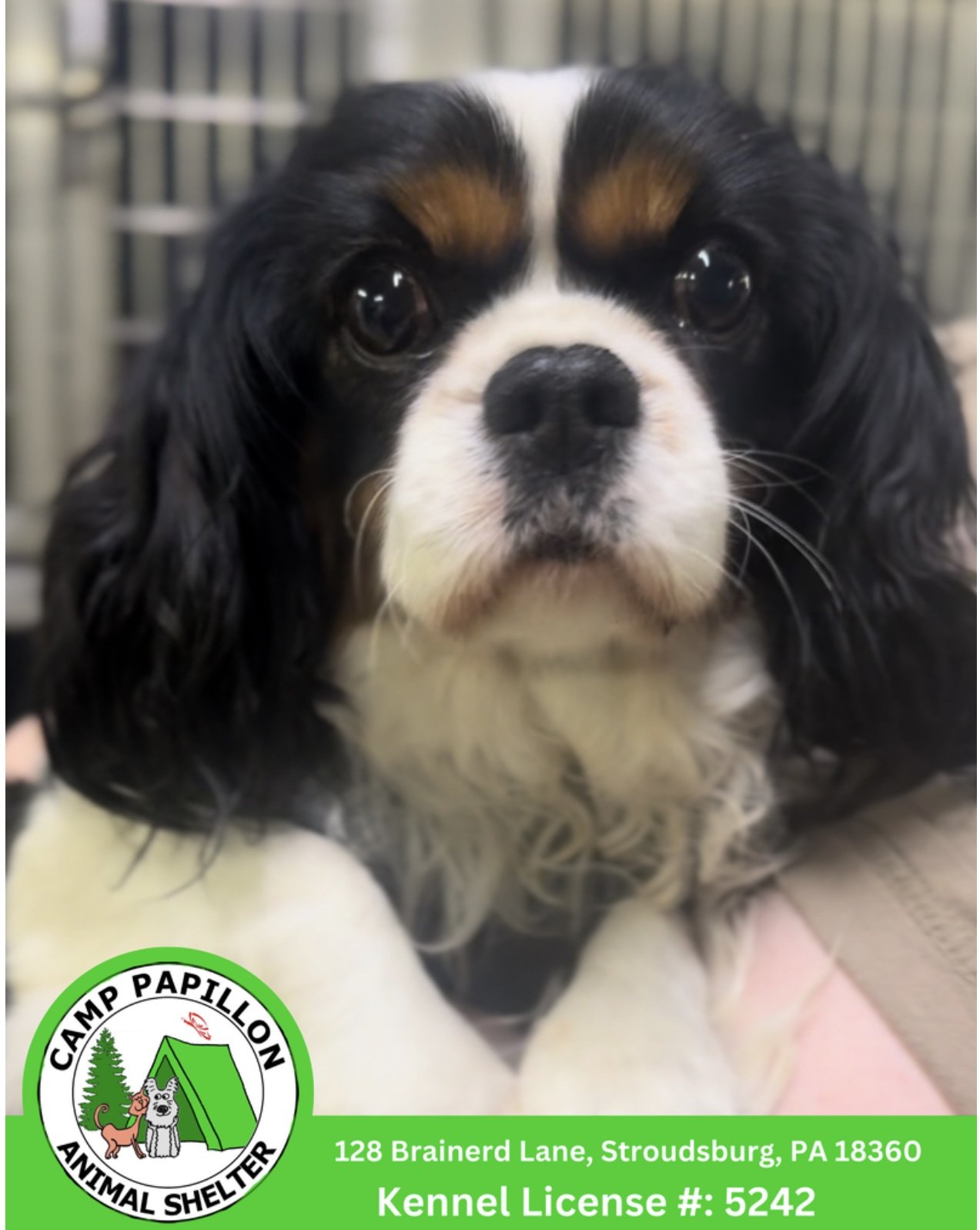 Moana from Camp Papillon Rescue