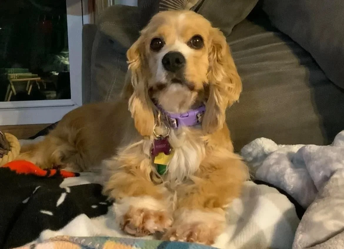 A tan-colored dog with floppy ears and a purple collar sitting on a blanket on a couch.