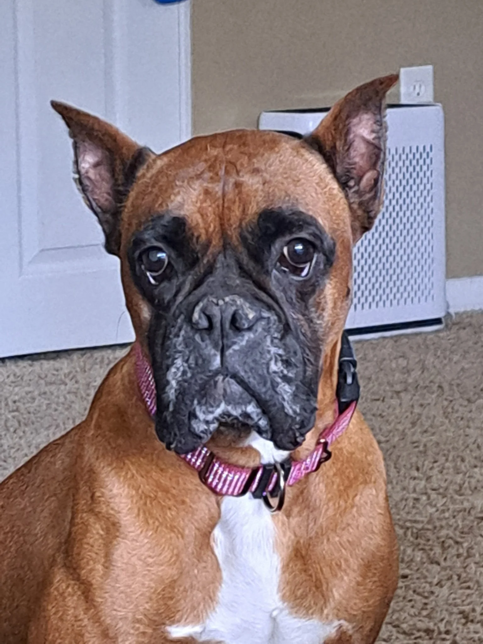Mya from Adopt A Boxer Rescue