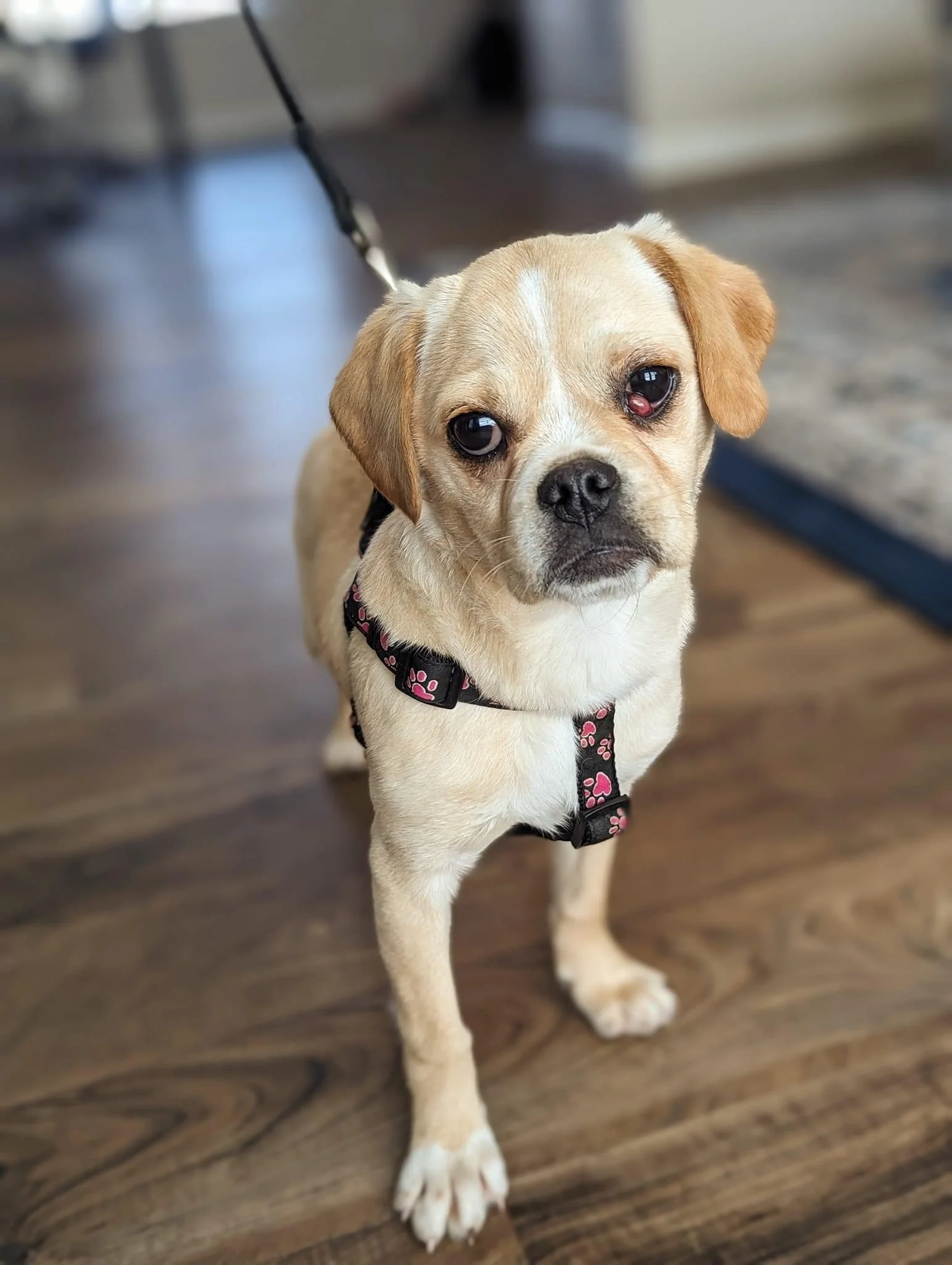 Millie from Companion Animals Rescue