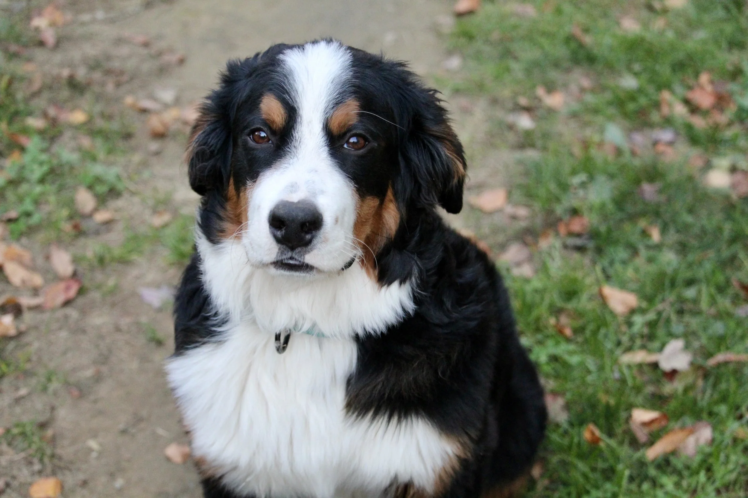 Lincoln from A New Chance Rescue