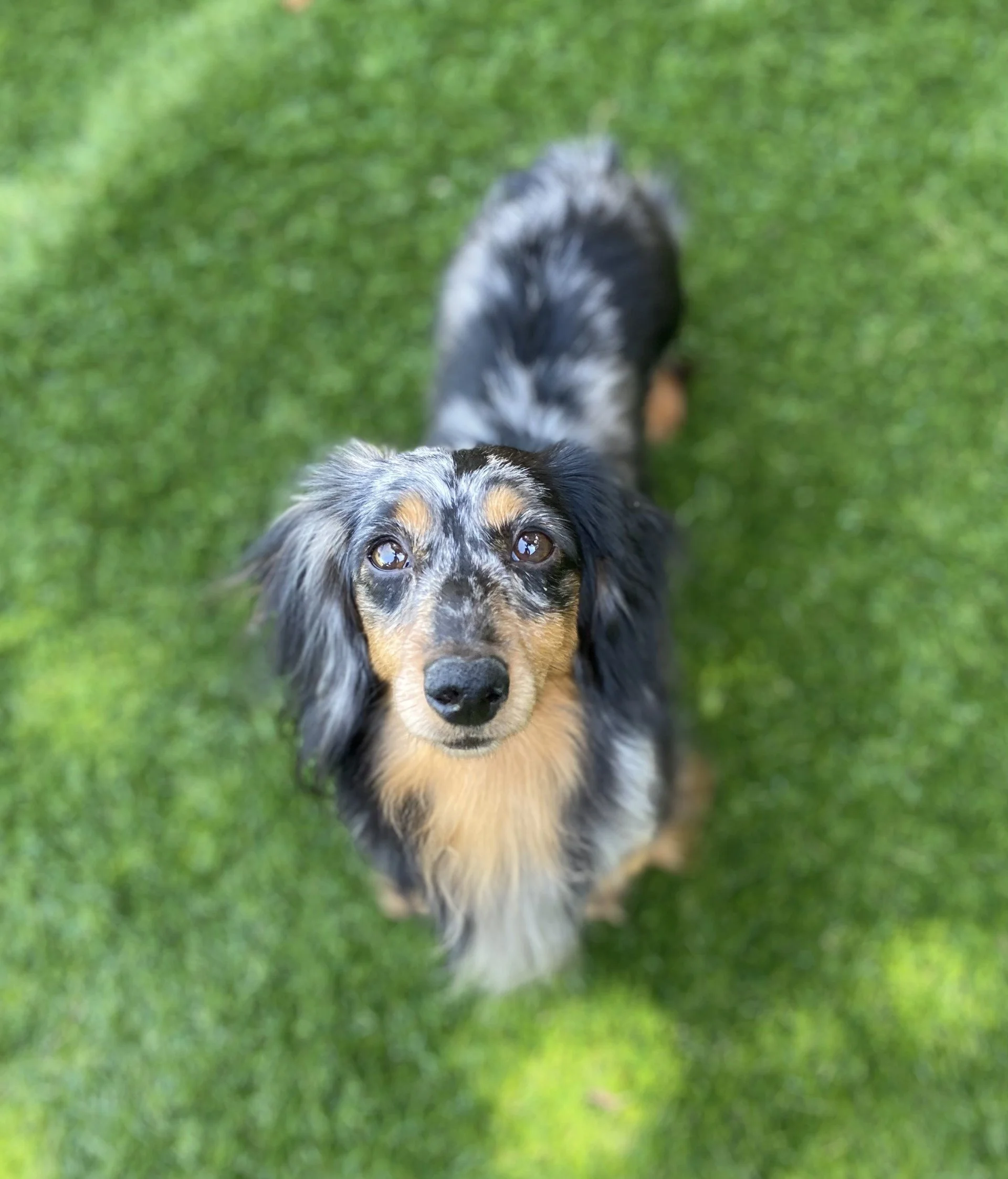 Frannie from Finding Shelter Rescue