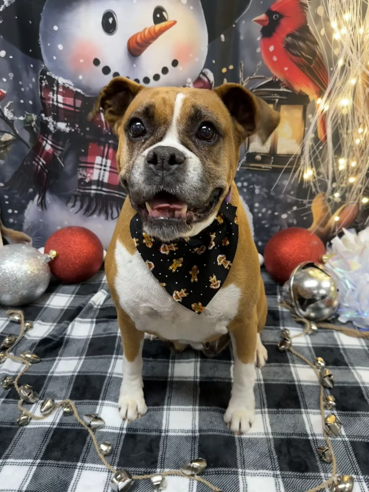 Kendra from Adopt A Boxer Rescue