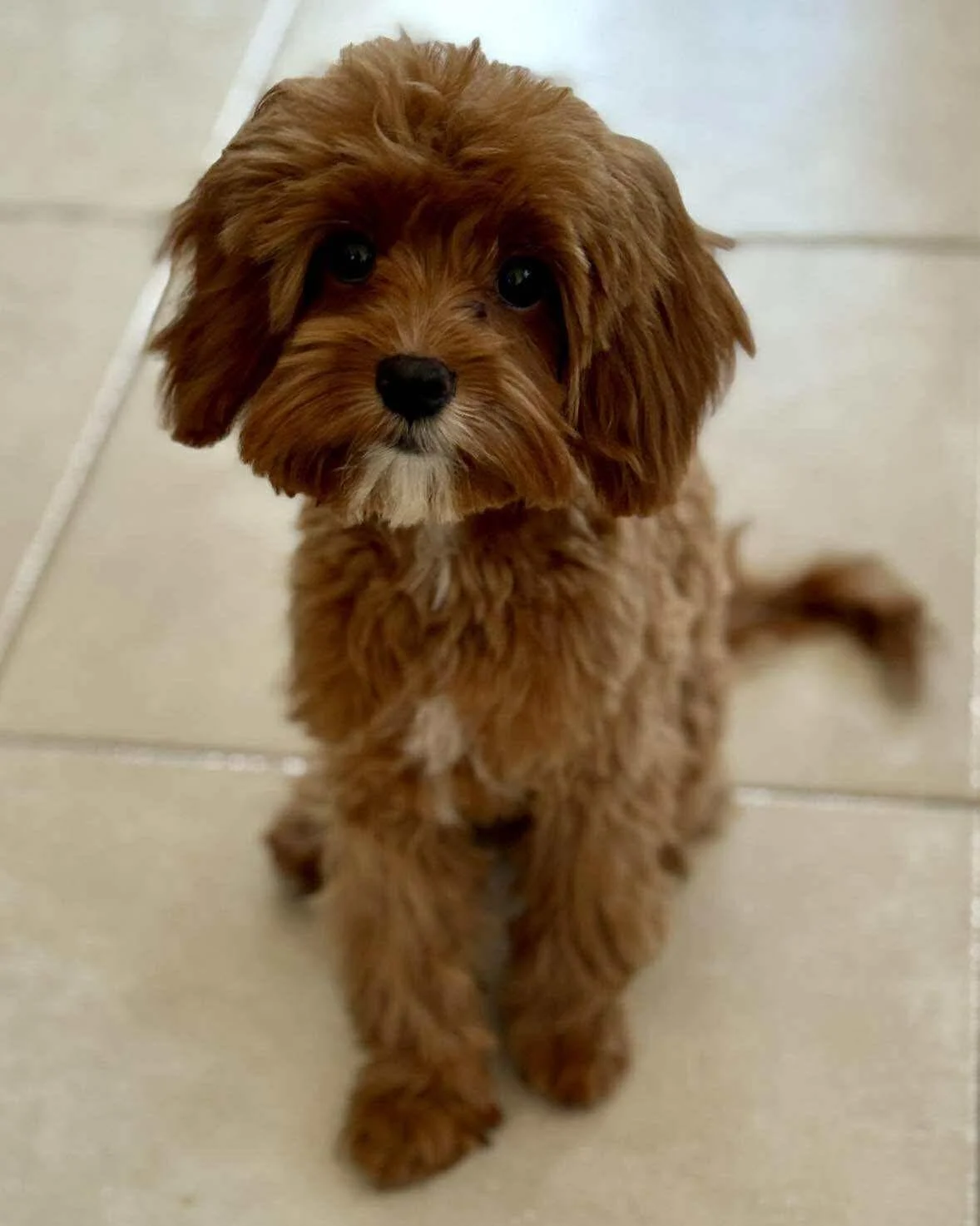 All4Paws Rescue