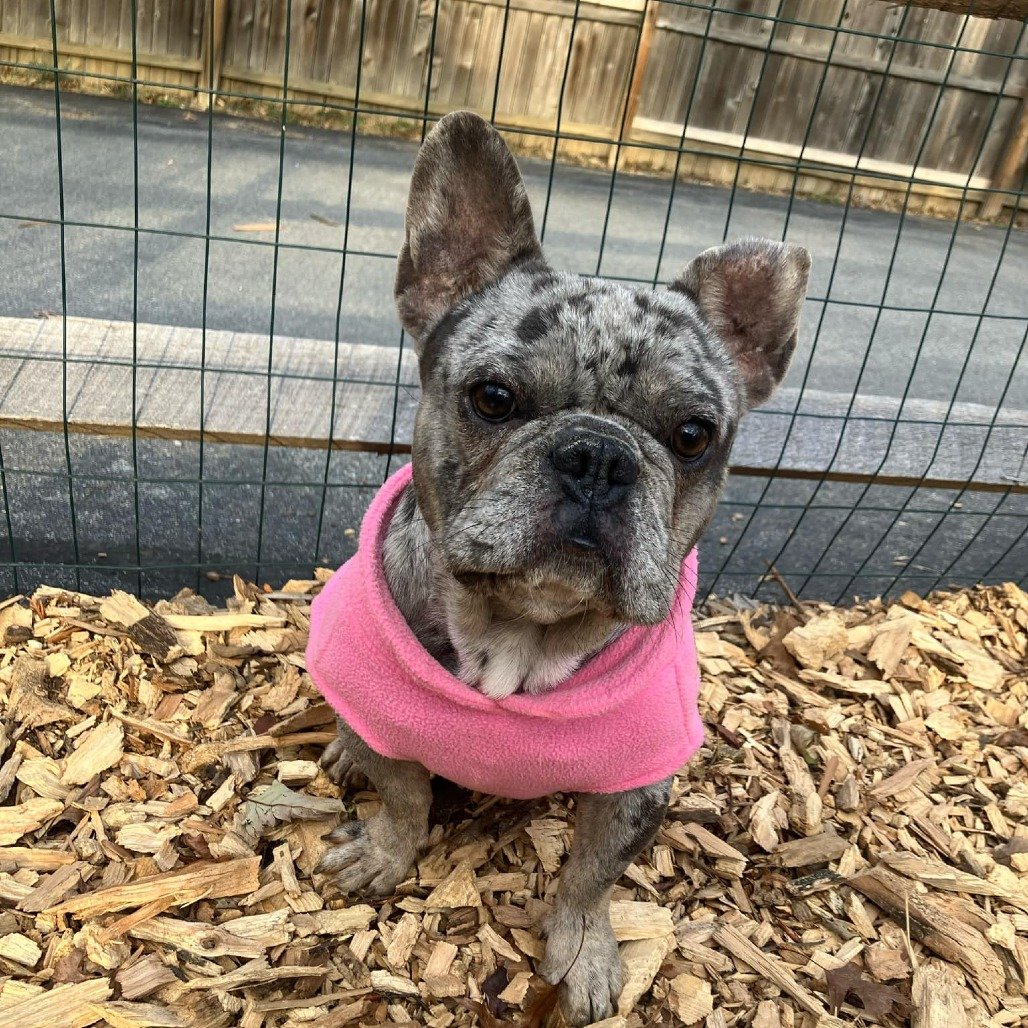 Duke from Phoenix Rescue
