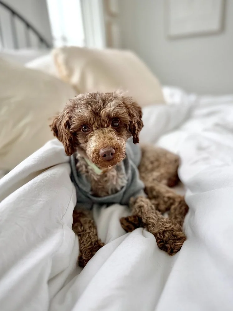 Corduroy from Logan's Hero's Rescue
