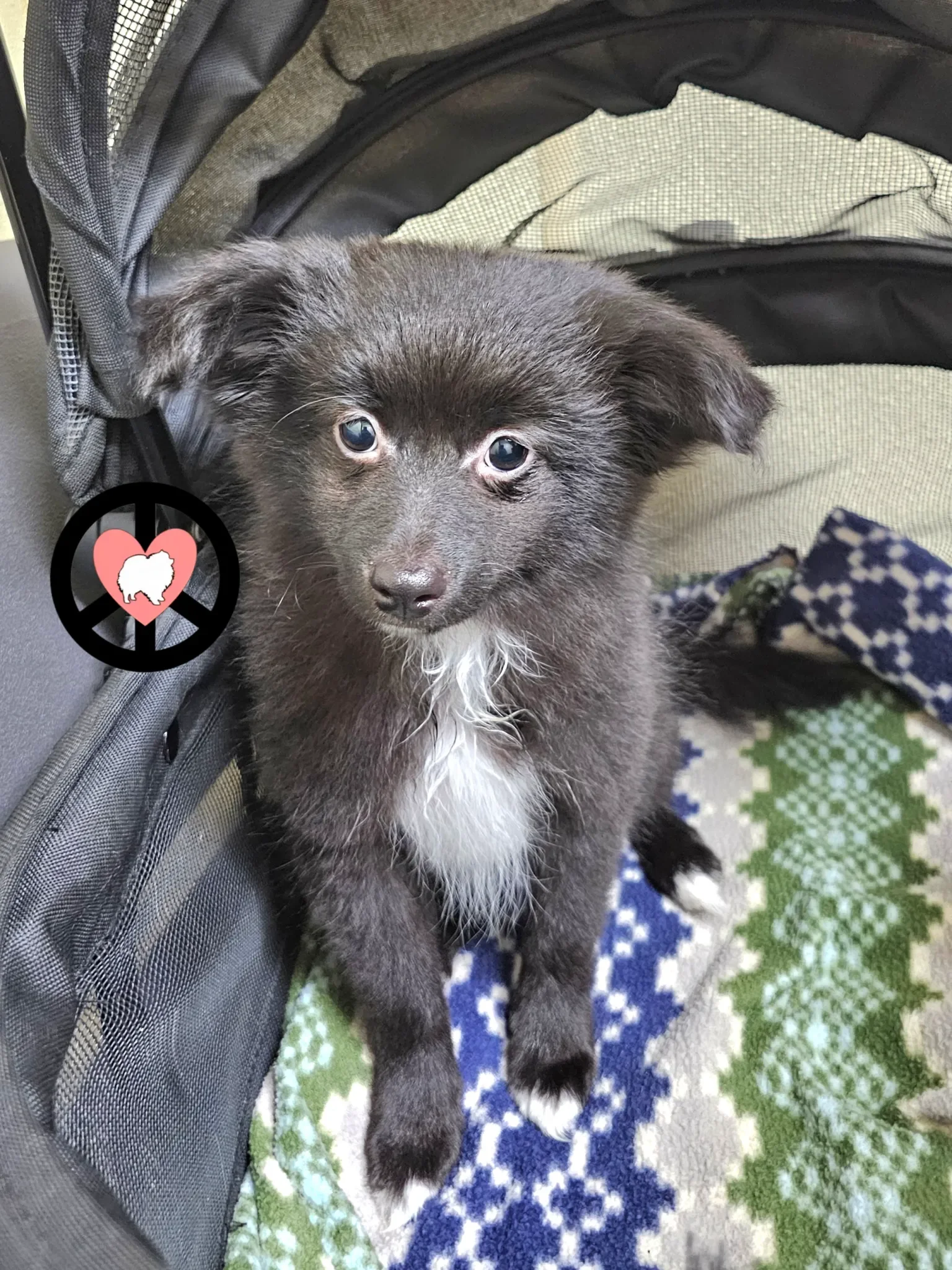 Kiwi from Peace Love and Poms