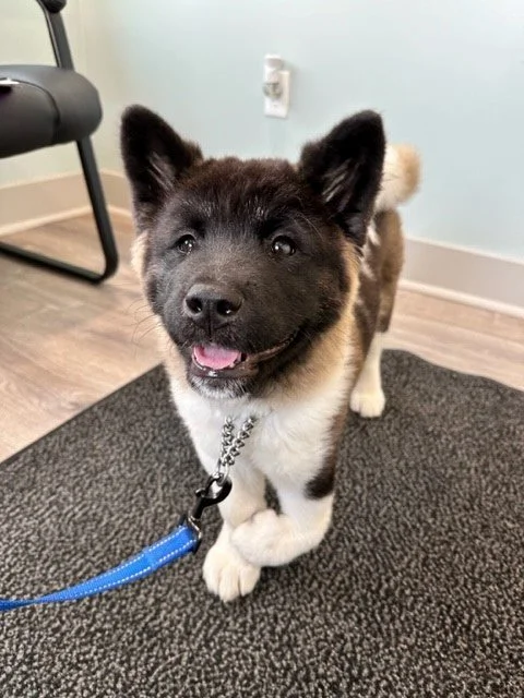 Mika from Paws to Freedom Rescue