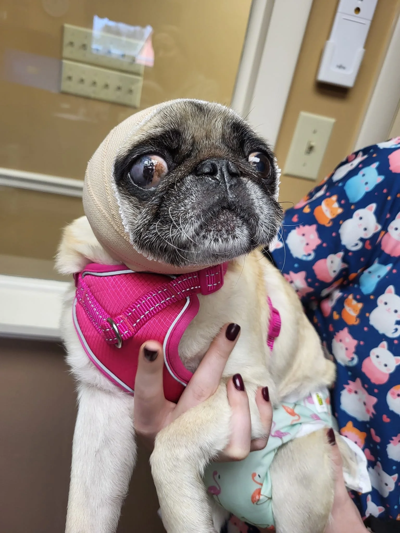 Winifred from Appalachian Pug Rescue