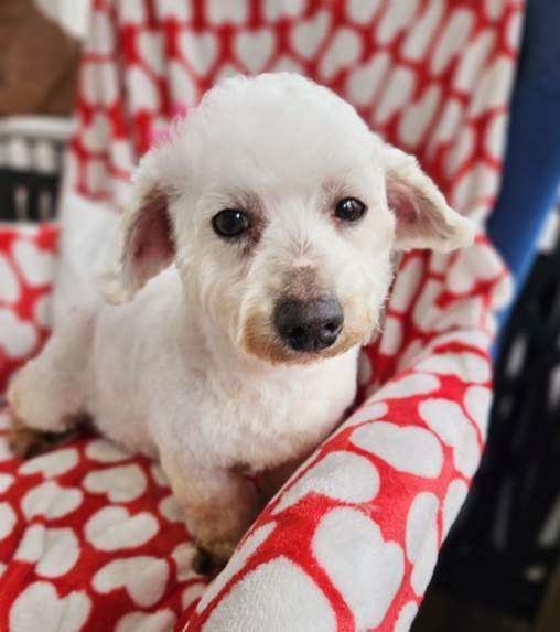 Rosie from Rylie's Rescue