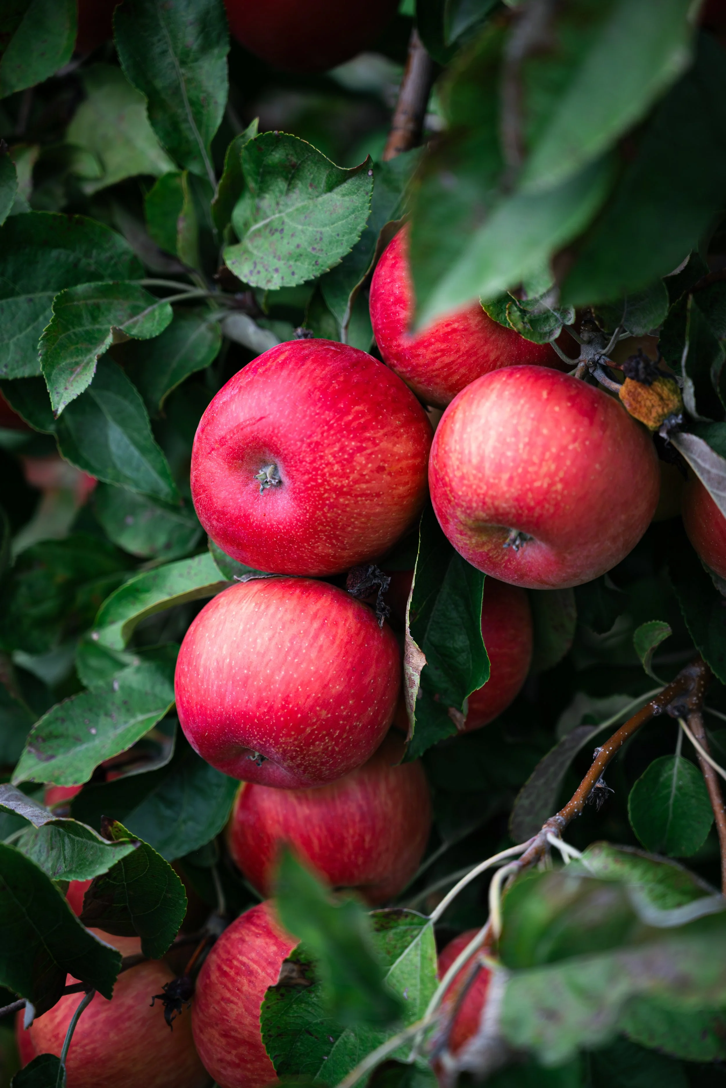 food in the field.jpg