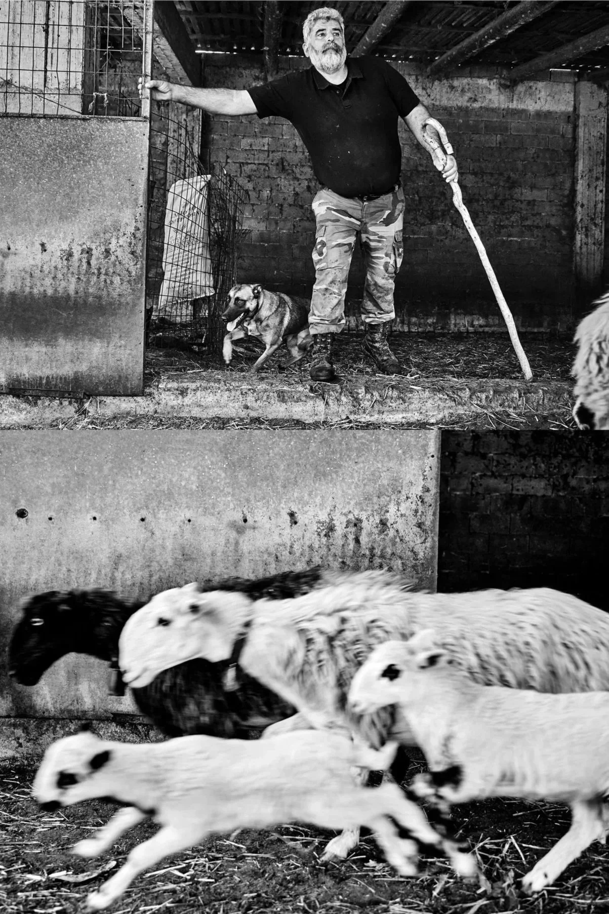 The Language of Shepherds