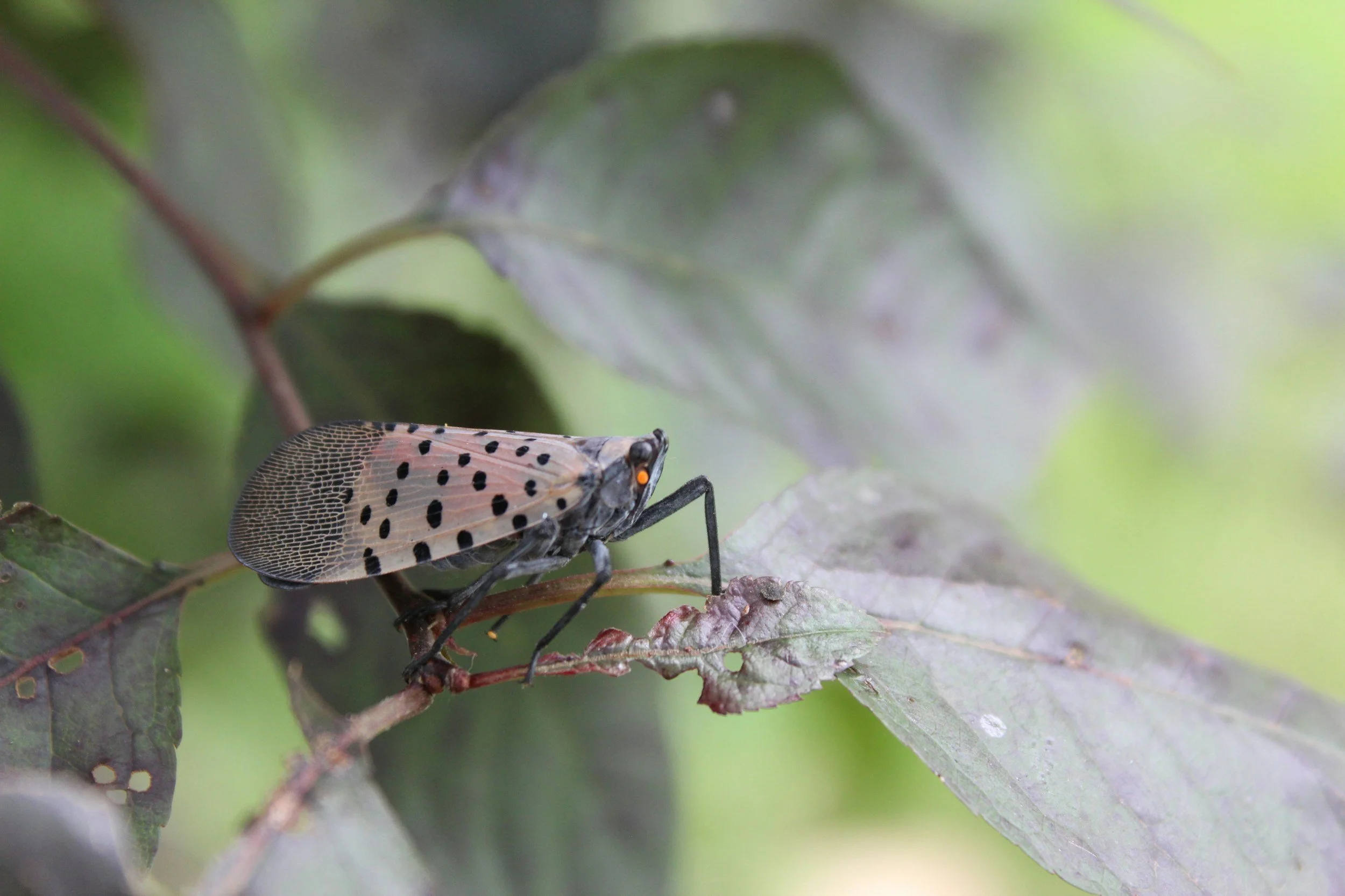 Spotted lanternfly on a leaf