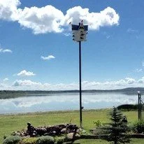 1471469728-206w_206h_purplemartin.jpg