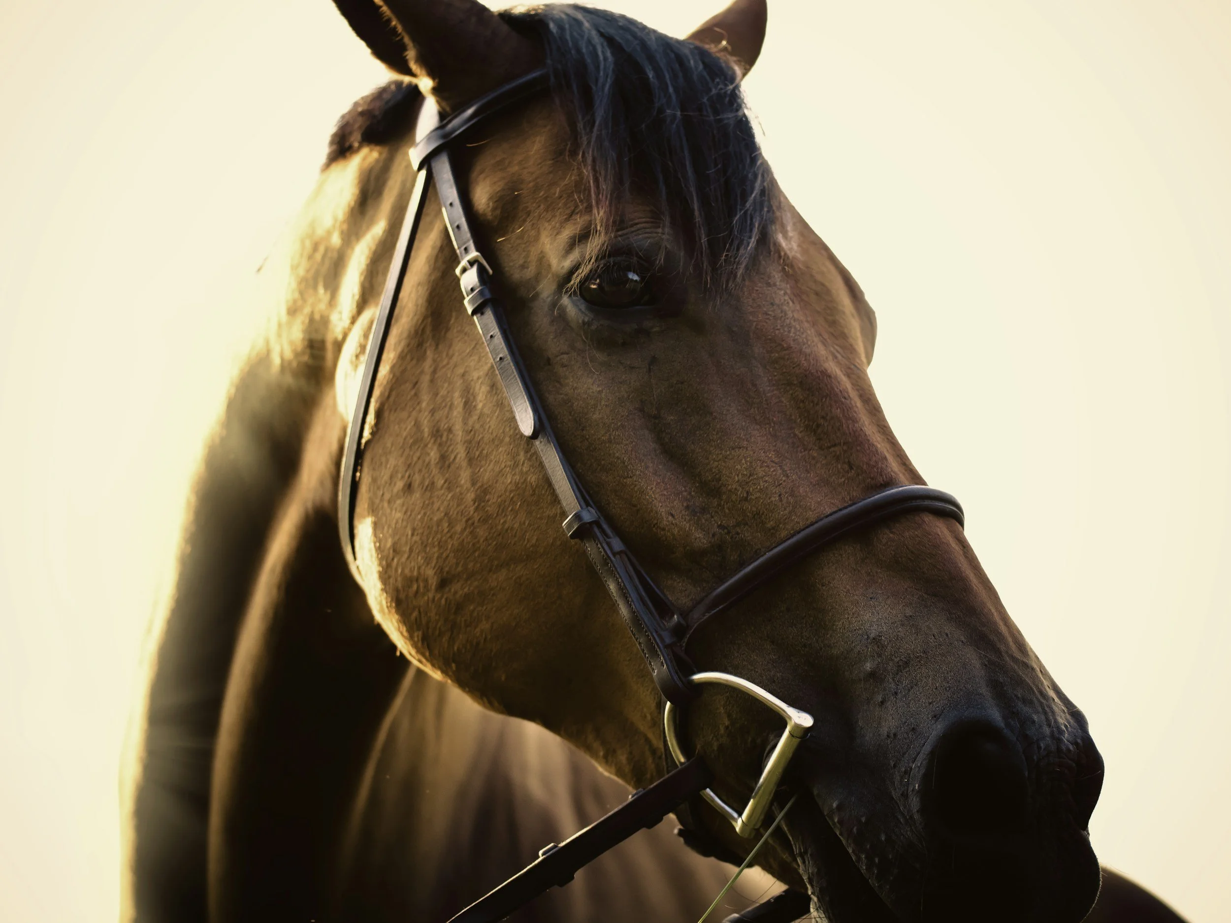Close-up of a brown horse wearing a bridle against a warm, glowing sky.