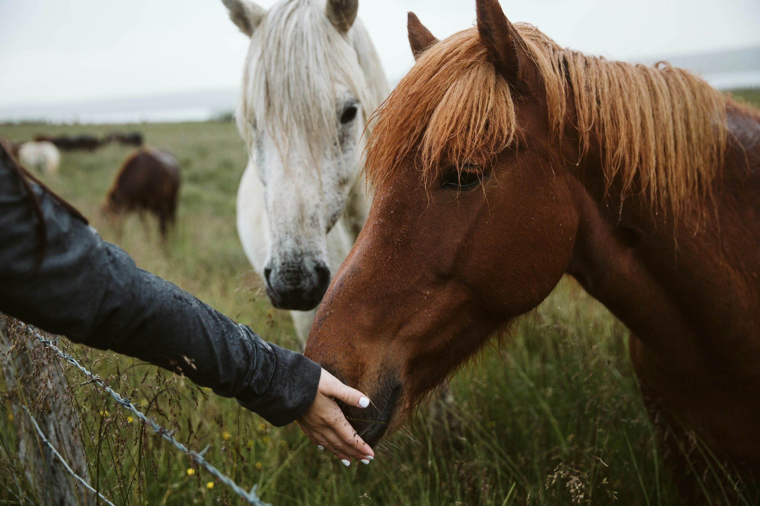 A person with a black sleeve is reaching out and gently touching the nose of a brown horse with a lush mane, standing near a wire fence in a grassy field, with a white horse and additional horses grazing in the background.