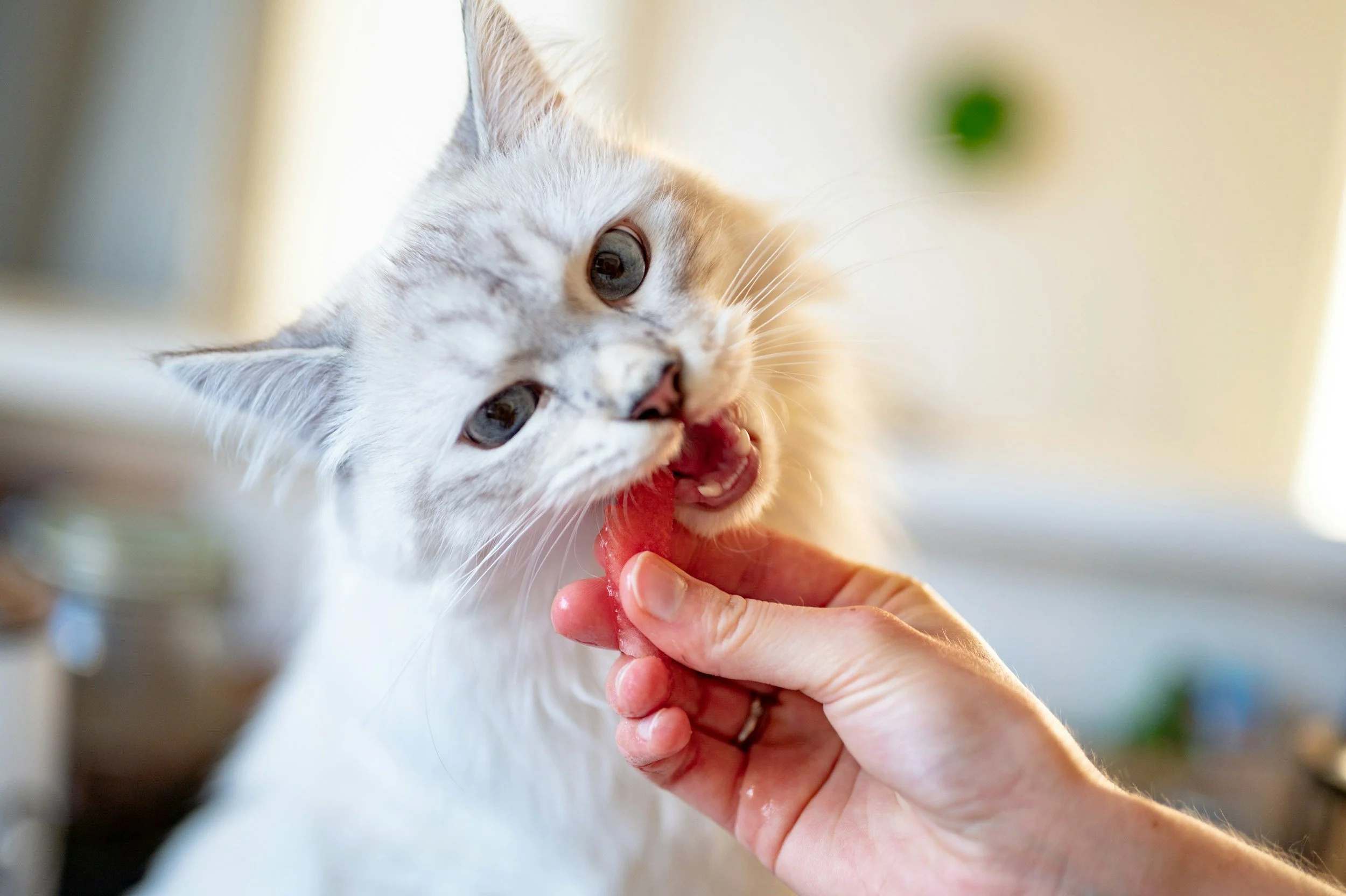 White cat with blue eyes being fed a slice of deli meat.