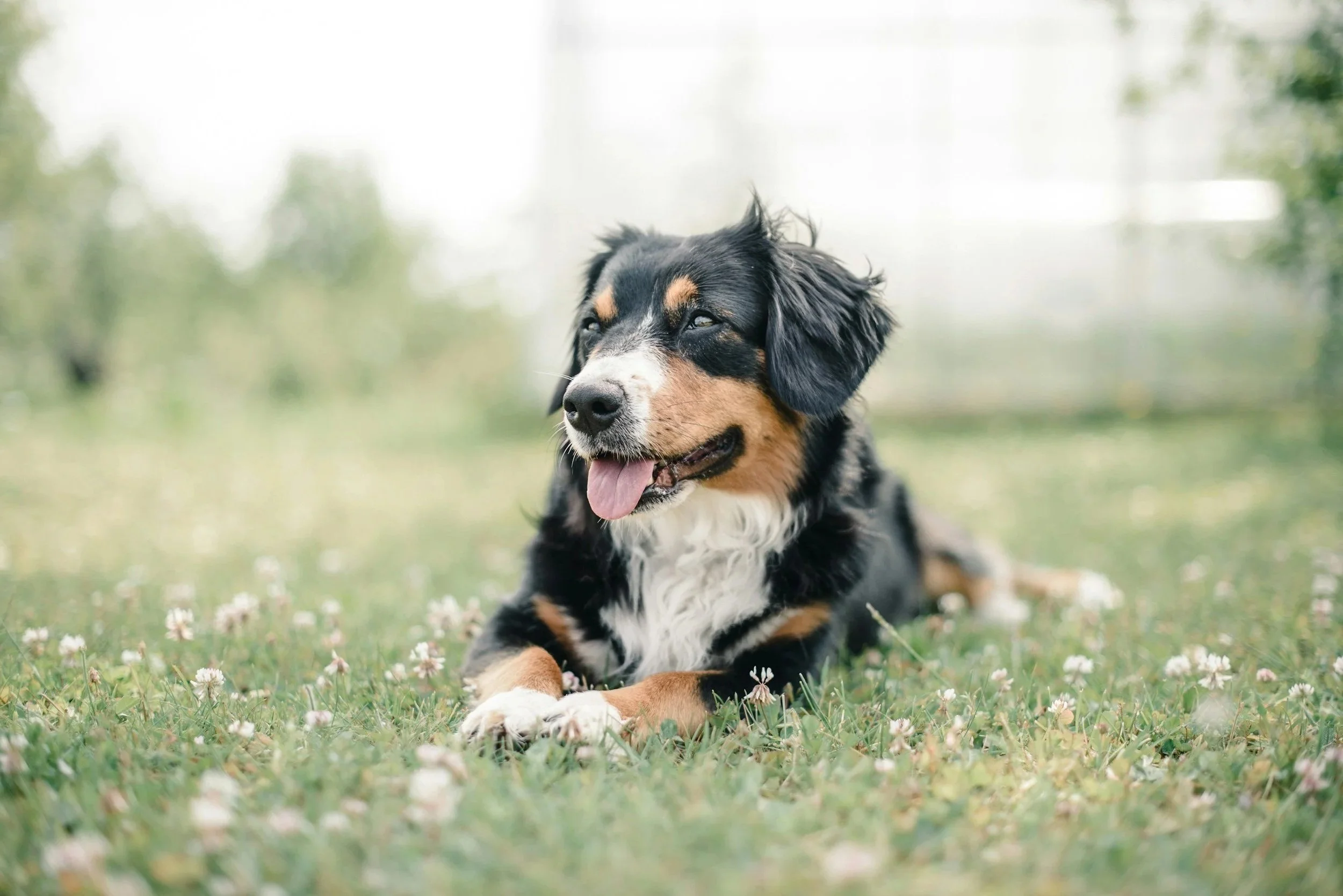 A black, white, and brown dog lying down on grass with small white flowers, tongue out, and eyes squinting in a relaxed outdoor setting.