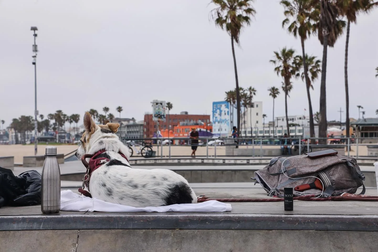 #venicebeach necessities