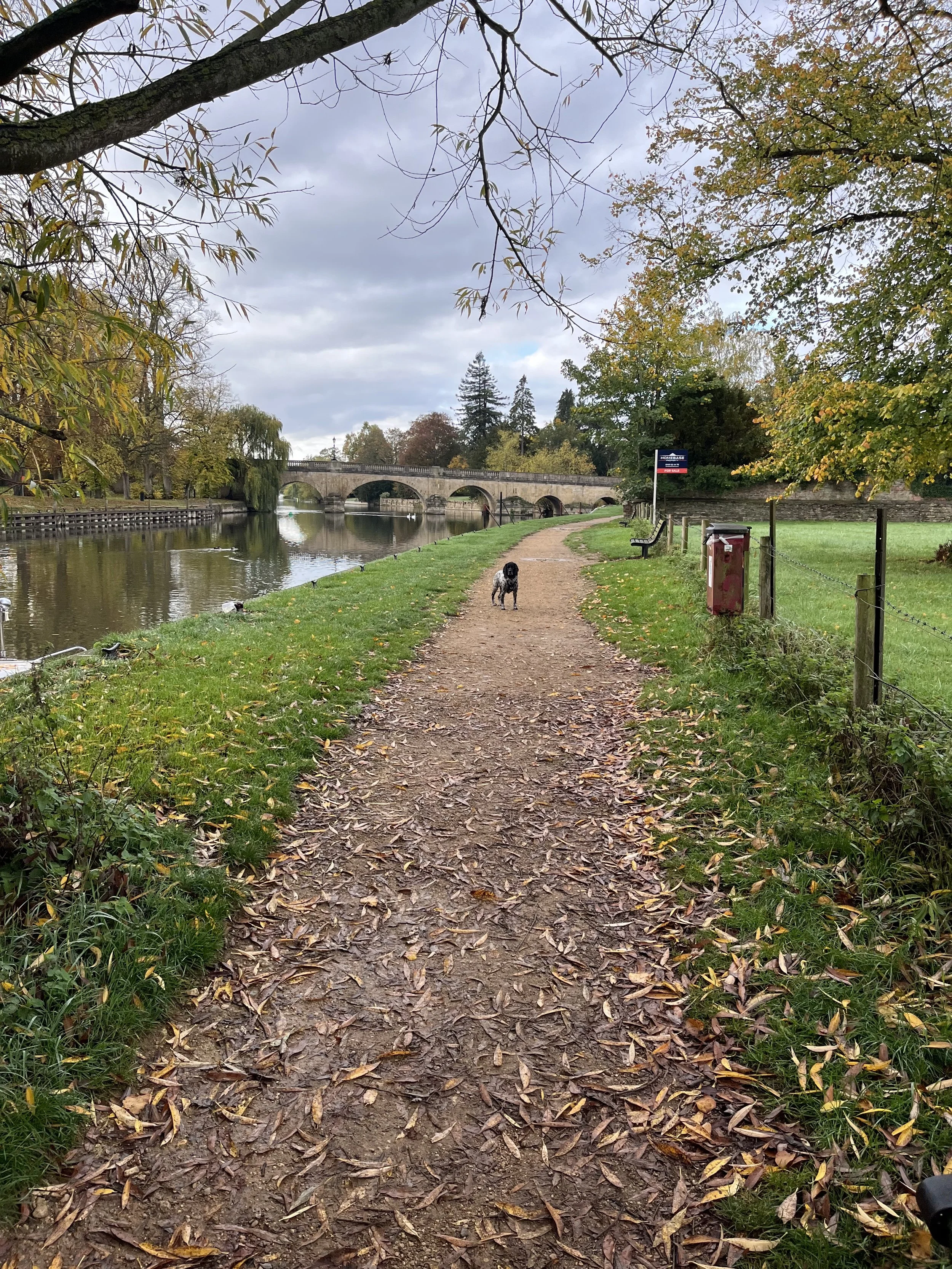 A pathway along a river with fallen leaves, trees with changing autumn foliage, a stone bridge in the background, and a dog standing on the path.