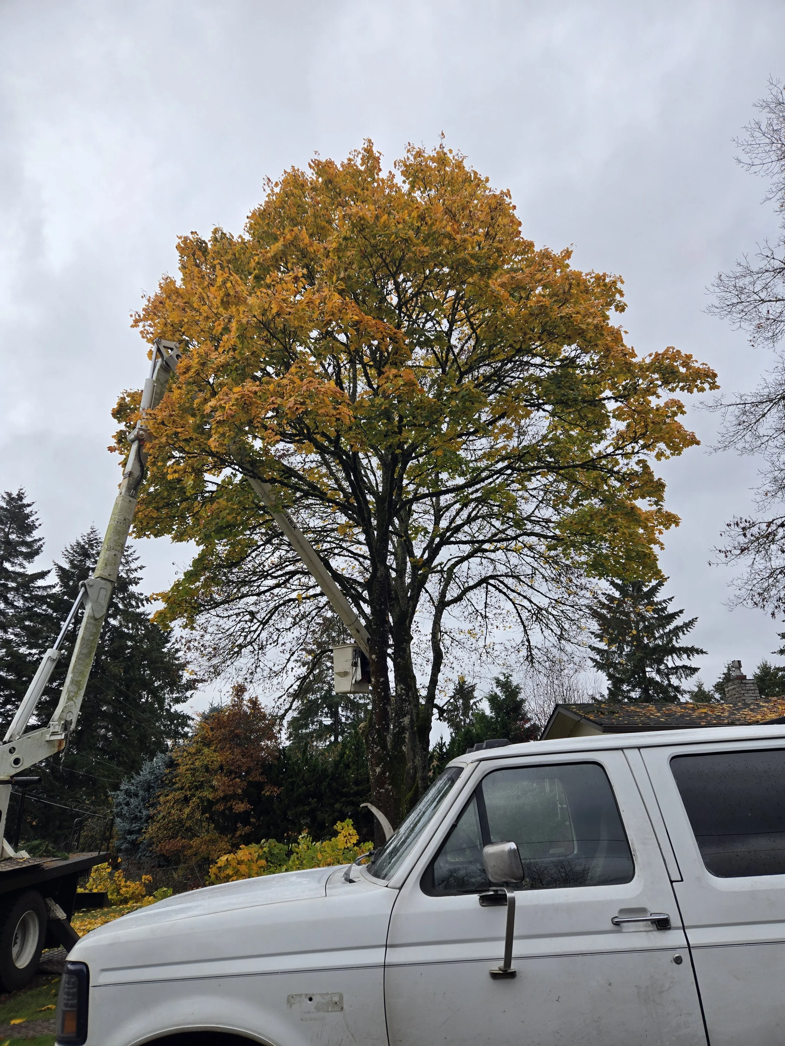 Beautifully shaped orange-leafed tree being trimmed — seasonal pruning on a residential property | North Woods Tree Service