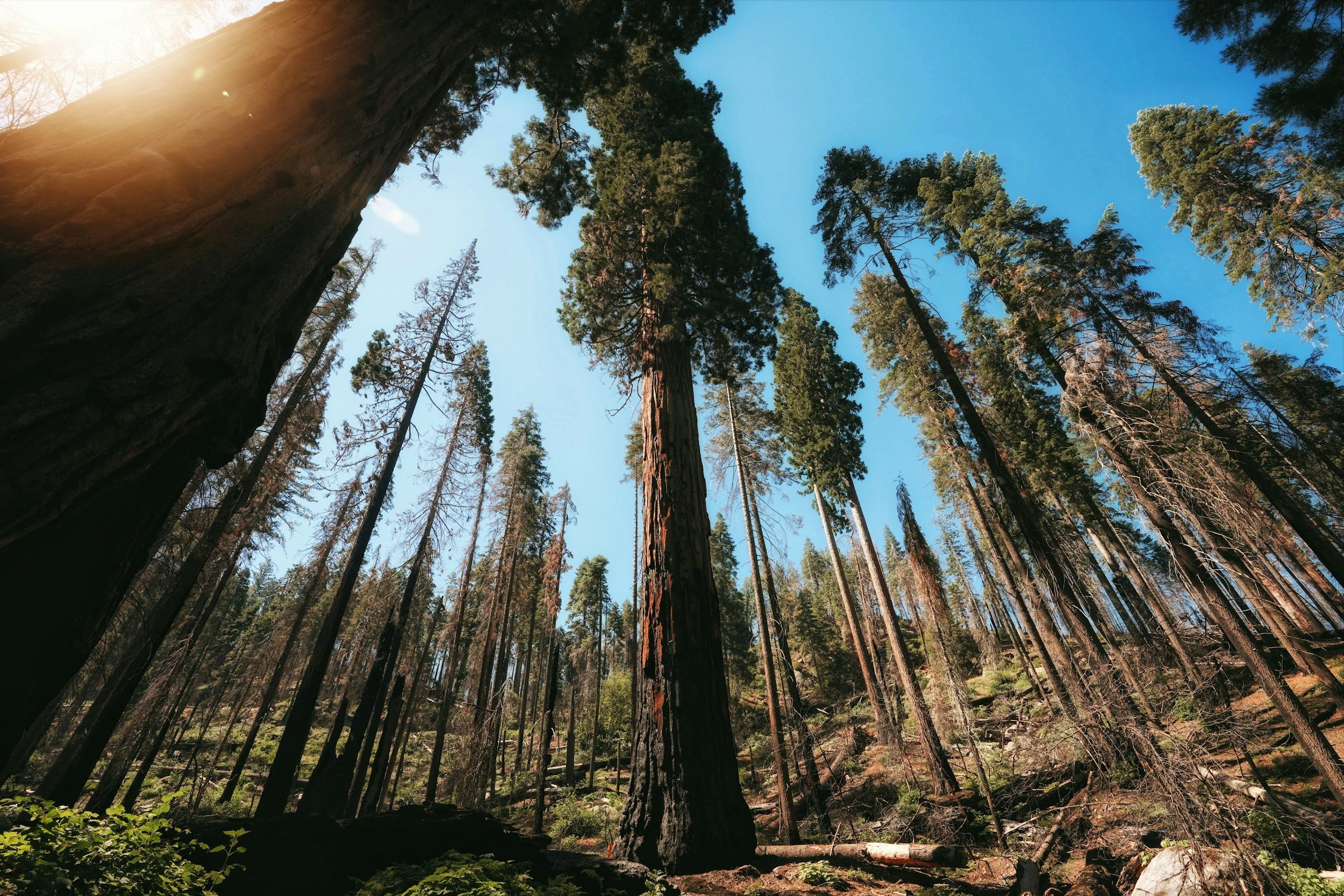 Tall trees in a forest with a clear blue sky above, sunlight shining on the trees from the left.