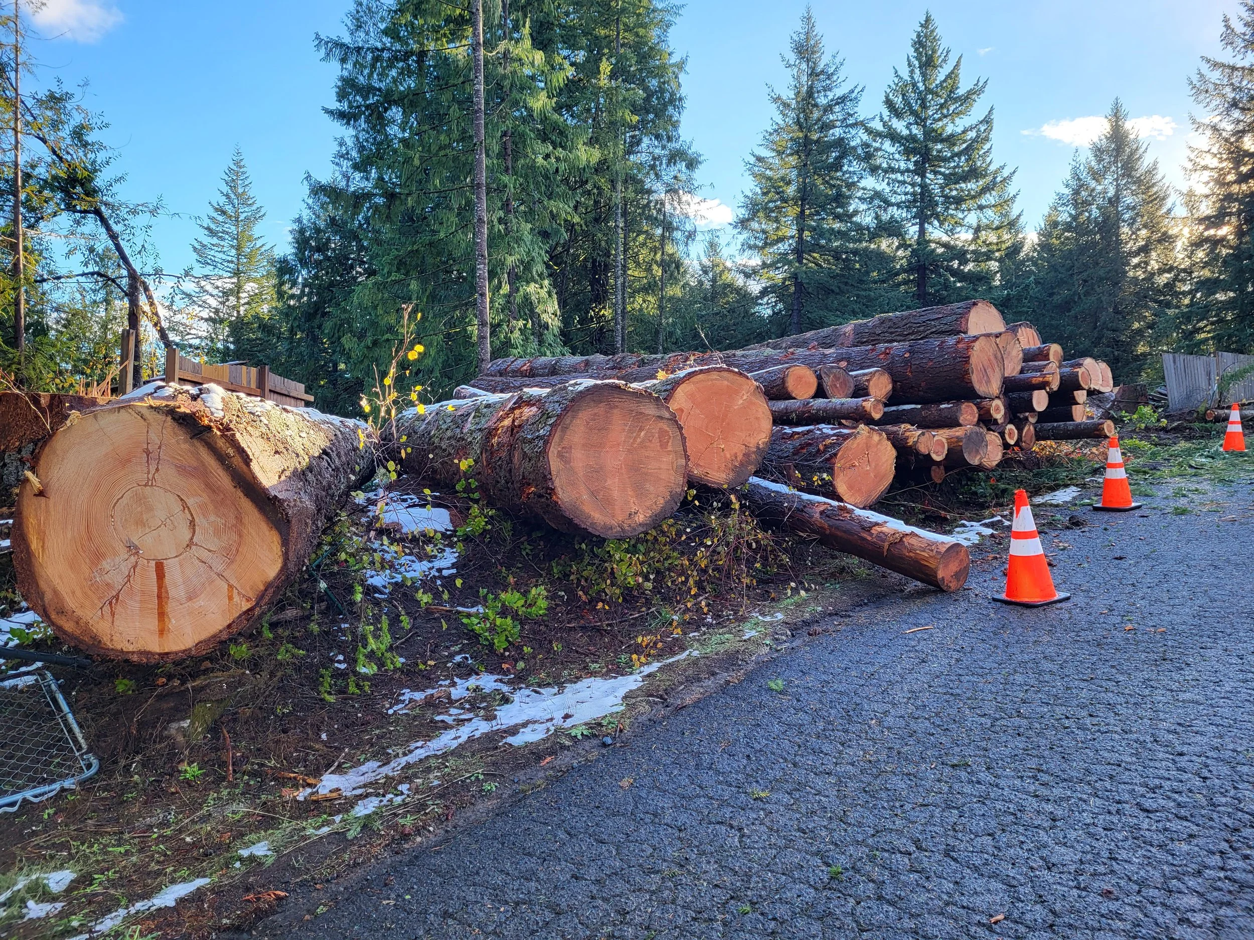 Residential selective logging — large logs cut and ready for transport | North Woods Tree Service