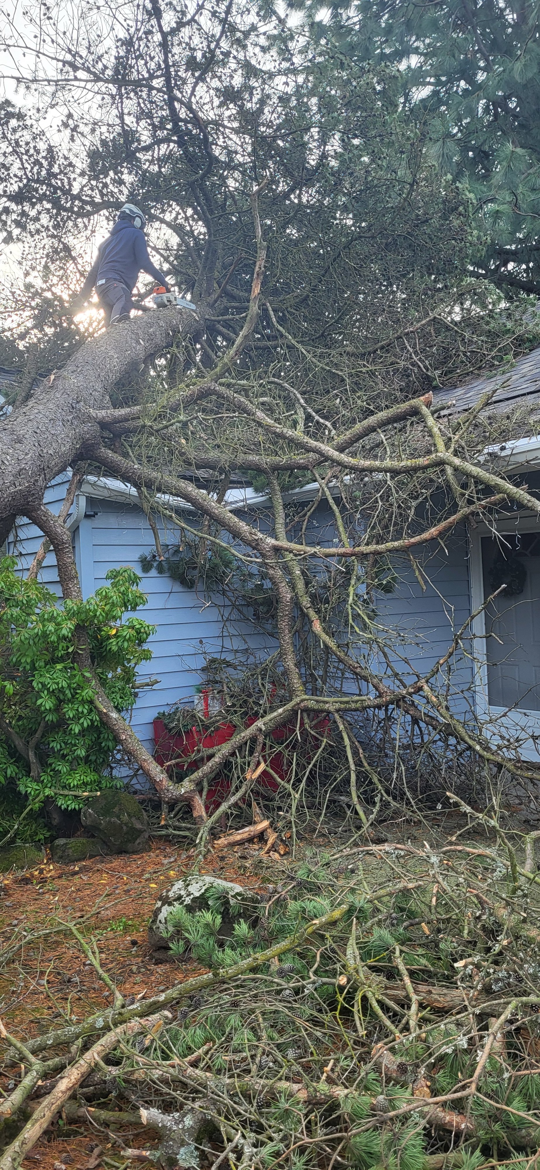 Large tree fallen across the center of a roof — emergency tree removal after storm damage | North Woods Tree Service