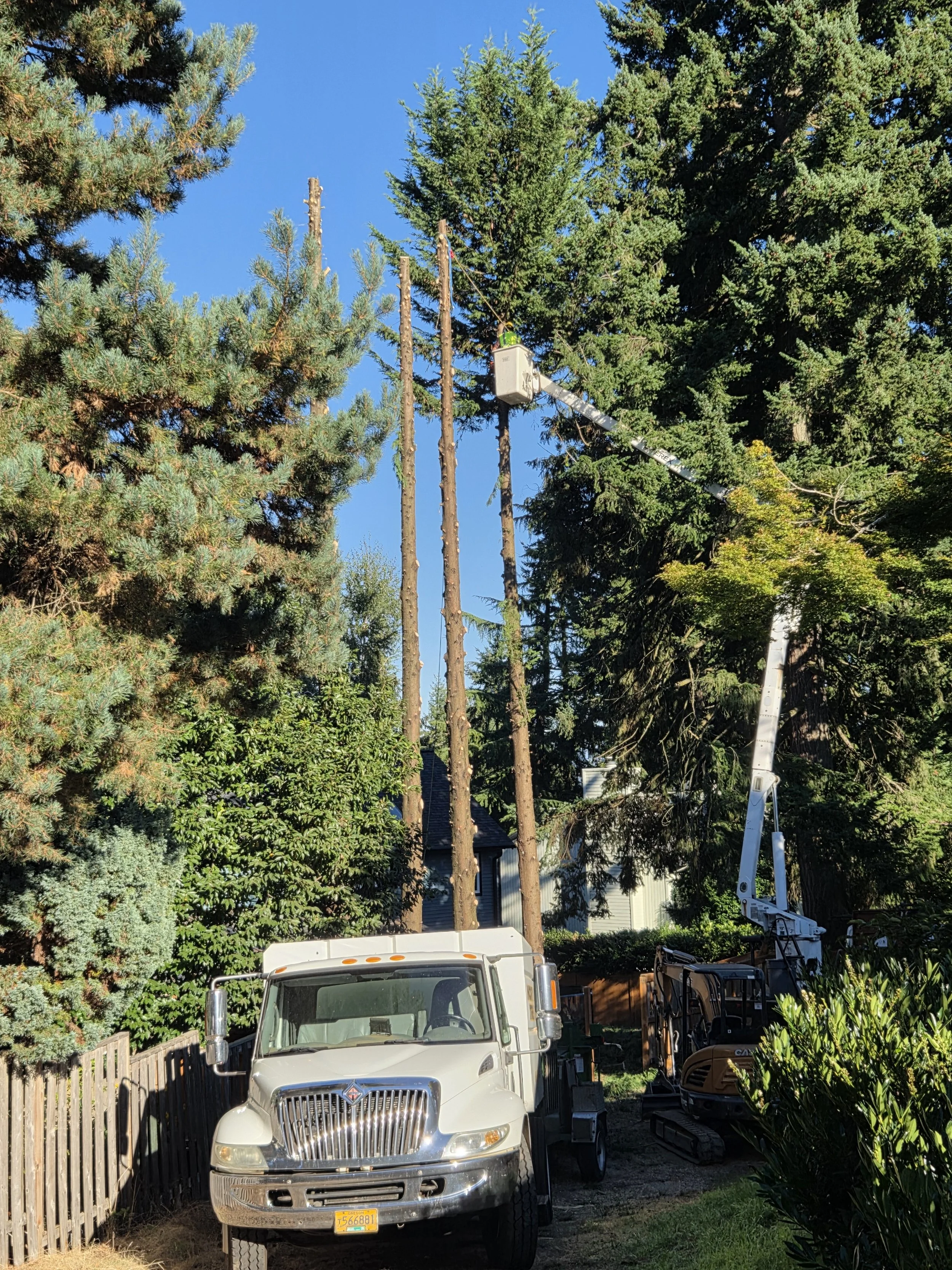 Hazardous tree removal in progress — climber rigging down limbs over a backyard | North Woods Tree Service